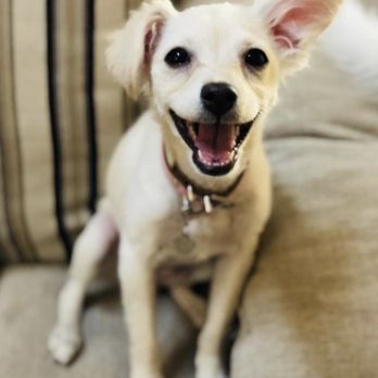 puppy heaven near me