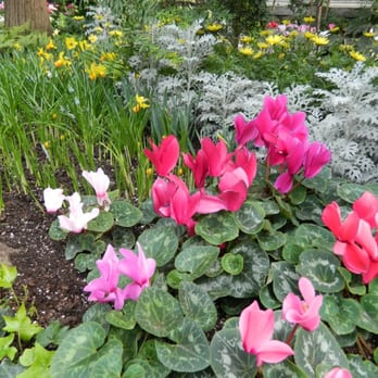 Allan Gardens - Allan Gardens Conservatory 2013 Spring Flower Show by garden muses: a Toronto gardening blog - Parks Near Me - Toronto, Ontario Allan Gardens - Allan Gardens Conservatory 2013 Spring Flower Show by garden muses: a Toronto gardening blog - Parks Near Me - Toronto, Ontario