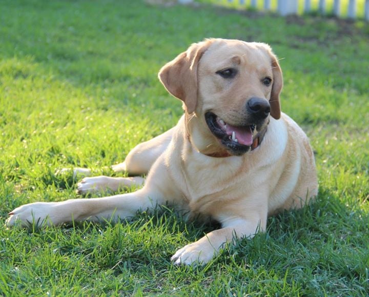 THE LOVE OF DOGS Updated May 2024 Norwood Young America, Minnesota