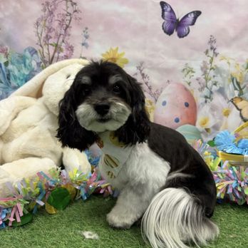 The Paw Spa Elite - my dogs haircut so much! Will DEFINITELY be returning!! - Pet Groomers Near Me - Oklahoma City, Oklahoma The Paw Spa Elite - my dogs haircut so much! Will DEFINITELY be returning!! - Pet Groomers Near Me - Oklahoma City, Oklahoma