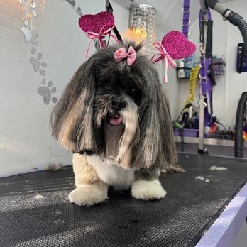 Kenzies Kuts - Judy got her Valentine's Day cut! - Pet Groomers Near Me