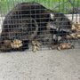 Photo of Lookout  Pest Solutions