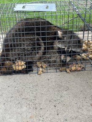 Lookout Pest Solutions on Yelp