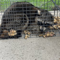 Lookout  Pest Solutions - Raccoon got caught breaking and entering customers attic !