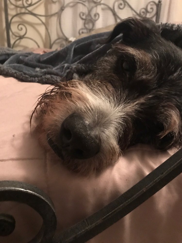 MUGUS PET BOUTIQUE Updated August 2024 12 Reviews 10573 Colerain