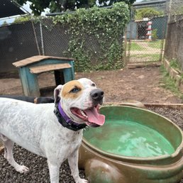 Happy and got to jump in the water for playtime