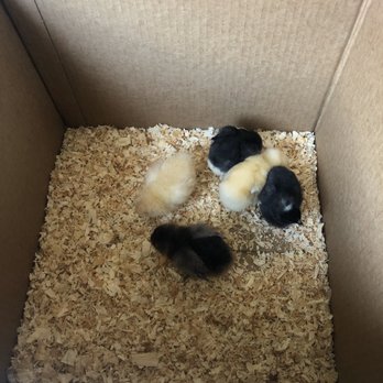 Backyard Chickies - Pet Stores Near Me Backyard Chickies - Pet Stores Near Me