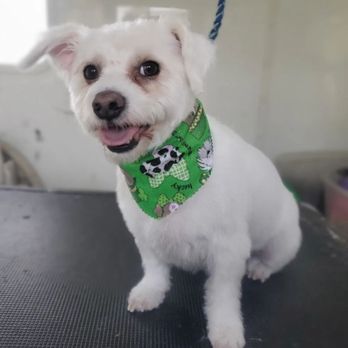 Star Paws - Fur Style in action! - Pet Groomers Near Me
