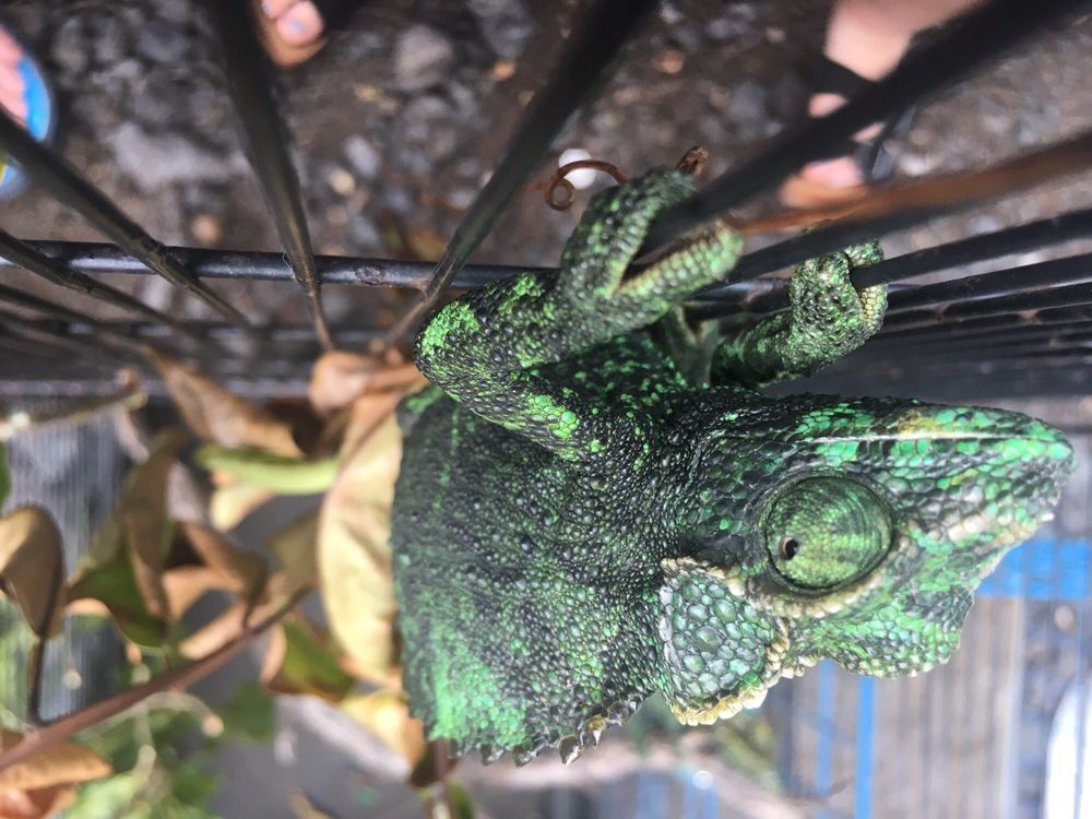 Thai Grindz and More