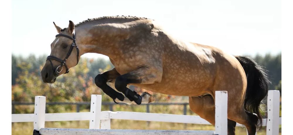 Phoenix Farm - equestrian in Woodinville, WA