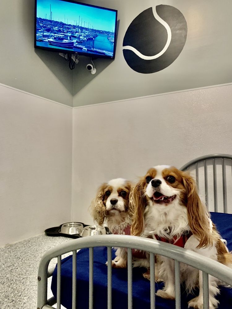 POOCH PALACE RESORT Updated September 2024 17 Photos 2833 US 52 W