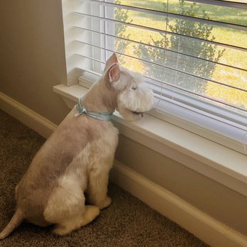 DFW Pet Love Grooming - Pet Groomers Near Me - Garland, Texas DFW Pet Love Grooming - Pet Groomers Near Me - Garland, Texas