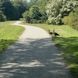 The Park at Flat Rock - Geese and babies
