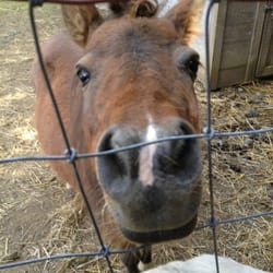 Brandywine Outfitters - Love the animals ?