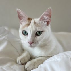 Almost Home Adoptions For Rescued Cats - We are so happy!