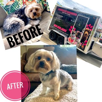 American Groomers - My dog's fluffy before and After summer cut. - Pet Groomers Near Me American Groomers - My dog's fluffy before and After summer cut. - Pet Groomers Near Me