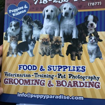Puppy Paradise - Pet Stores Near Me - Brooklyn, New York