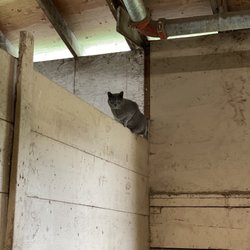 Lake Oswego Hunt Club - Loui @loh_cats on Instagram