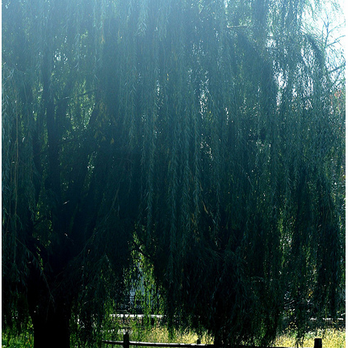 Winnemac Park - willow trees & prairie, fall - Parks Near Me - Chicago, Illinois