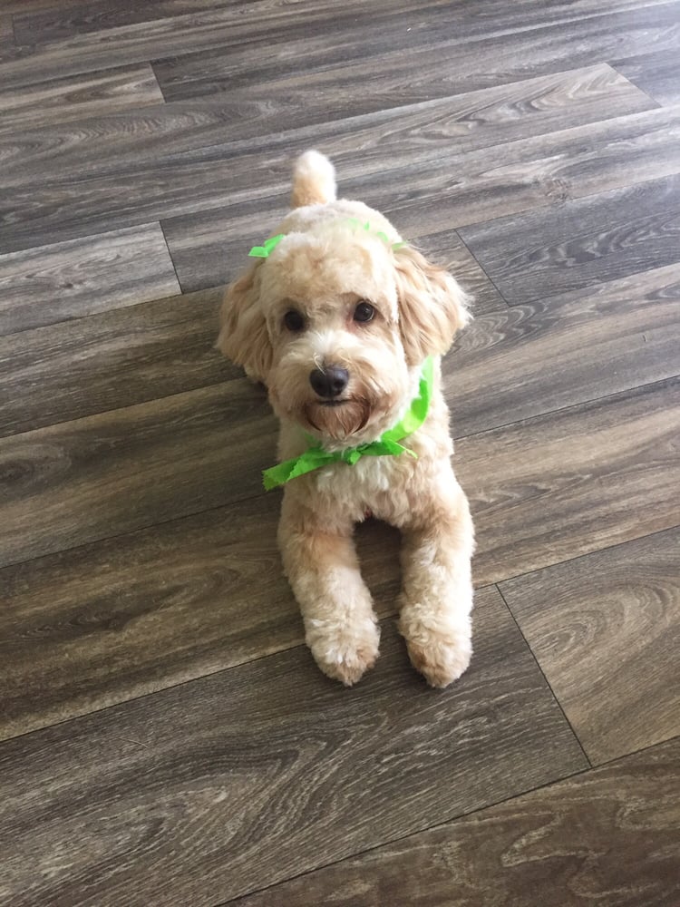 ANNIE O’S GROOMING Updated June 2024 5624 Malvey Ave, Fort Worth