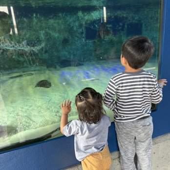 Birch Aquarium - Shark tank - Aquariums Near Me - La Jolla, California