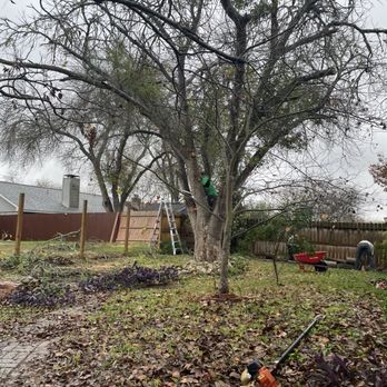 Dapper Tree Service - Coordinated efforts with neighbors and he removed fences to prevent damage and ease of removal. - Tree Services Near Me - Cibolo, Texas