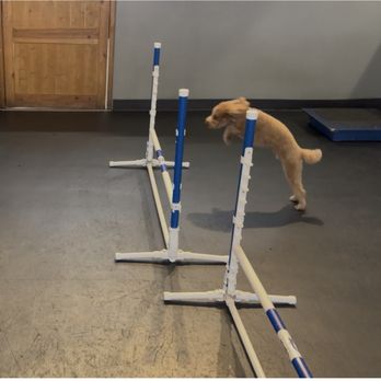 Zoom Room Dog Training - Zoom zoom room - Pet Training Near Me - Sherman Oaks, California Zoom Room Dog Training - Zoom zoom room - Pet Training Near Me - Sherman Oaks, California