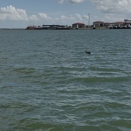 One of many dolphins that we saw