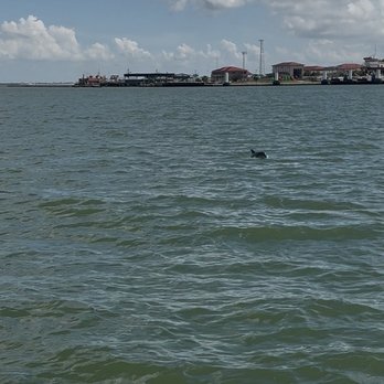 Baywatch Dolphin Tours - One of many dolphins that we saw - Tours Near Me - Galveston, Texas
