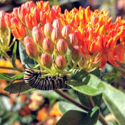 From the Seed - Monarch caterpillar enjoying Butterfly Weed, one type of Milkweed, in my own garden.