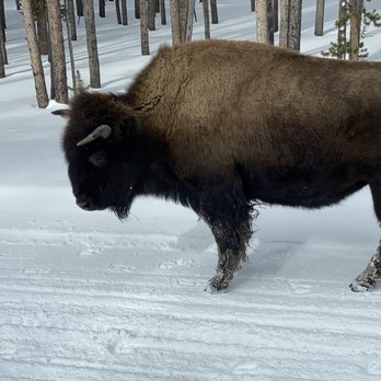 Scenic Safaris - Bison in Yellowstone - Tours Near Me - Jackson, Wyoming Scenic Safaris - Bison in Yellowstone - Tours Near Me - Jackson, Wyoming