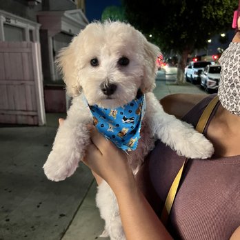 A Pups Dream Dog Grooming - Pet Groomers Near Me - Long Beach, California