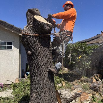 Sanchez's Tree Services - Tree Services Near Me Sanchez's Tree Services - Tree Services Near Me