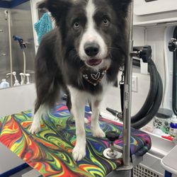 Urban Paws Grooming Salon