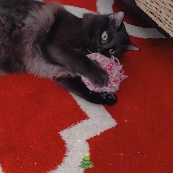 A Little Pat For Paws - Pet Sitting Near Me