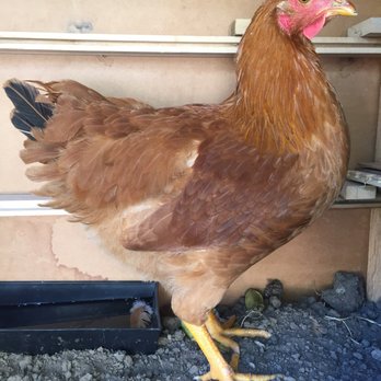 Blacksmith's Corner - Pet Stores Near Me - Bellflower, California