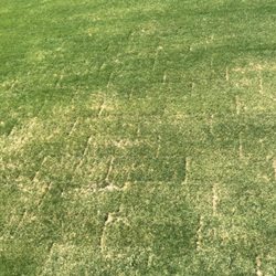Lennar at Minnetonka Country Club - Lennar Minnetonka Villa Home sod.  Our irrigation system doesn't work and we have begged for nearly a month!