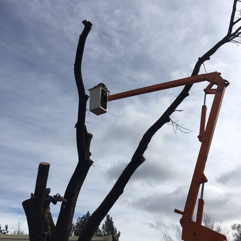 Aspen Tree - tree service in Sun Valley, NV