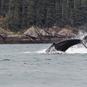 Northern Latitude Adventures - Baby humpback learning what fins can do. - Boat Charters Near Me