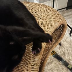 Whiskers Cat Cafe - Cat nails