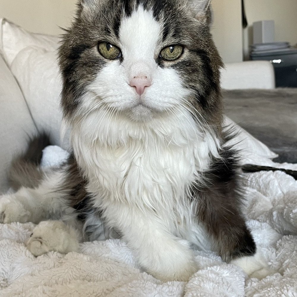Puddie- my angel.