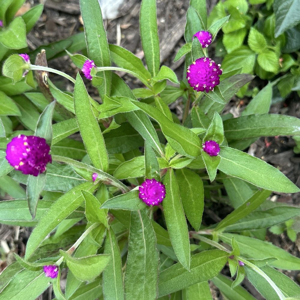 Big Rock Candy Mountain Retreat - They have beautiful plants and birds too! - Venues & Event Spaces Near Me - Jadwin, Missouri