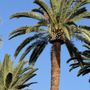 Photo of Yucaipa Tree Maintenance