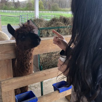 Bluebird Farm Alpacas - Attraction Farms Near Me - Peapack, New Jersey Bluebird Farm Alpacas - Attraction Farms Near Me - Peapack, New Jersey