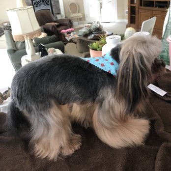 Dog's Delight - After Jaimie's amazing grooming - Pet Groomers Near Me - Folsom, California