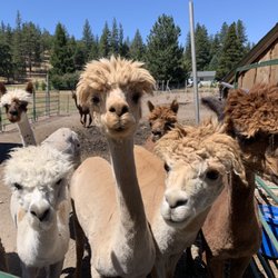 Alpaca On the Rocks
