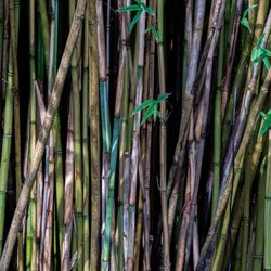 Abbotsbury Sub-Tropical Gardens