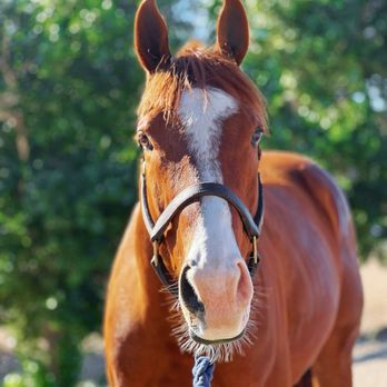 Fresh Start Sport Horses - Community Service/Non-Profit Near Me - Piru, California Fresh Start Sport Horses - Community Service/Non-Profit Near Me - Piru, California