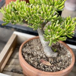 Laguna Coast Pottery - Crassula ovata 'Gollum'