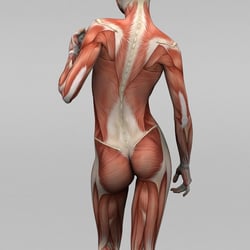 Wellington Deep Therapeutics - Real massage.  Feel the Difference